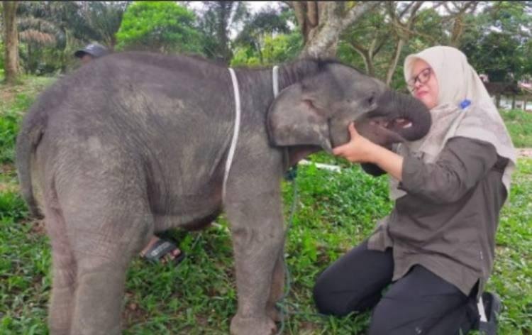 Lagi Anak Gajah Sumatera Mati dan Dievakuasi di Kampar, BBKSDA Riau Ungkap Penyebabnya
